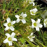 Arenaria festucoides